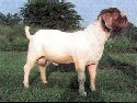 Goats Picture